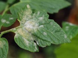 554,100+ Plant Fungus Stock Photos, Pictures & Royalty-Free Images - iStock  | Plant disease, Mycorrhizal