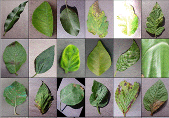 A collage of different types of leaves

Description automatically generated